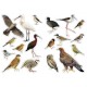 Birds of Greece, Sticker book
