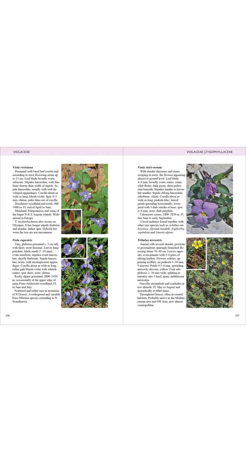 Olympic Flowers - Field guide to the flora of Mt Olympus (βιβλίο στα Αγγλικά)