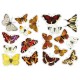Butterflies of Greece, Sticker book