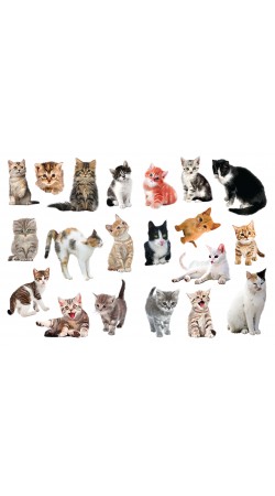 Cats of Greece, Sticker book