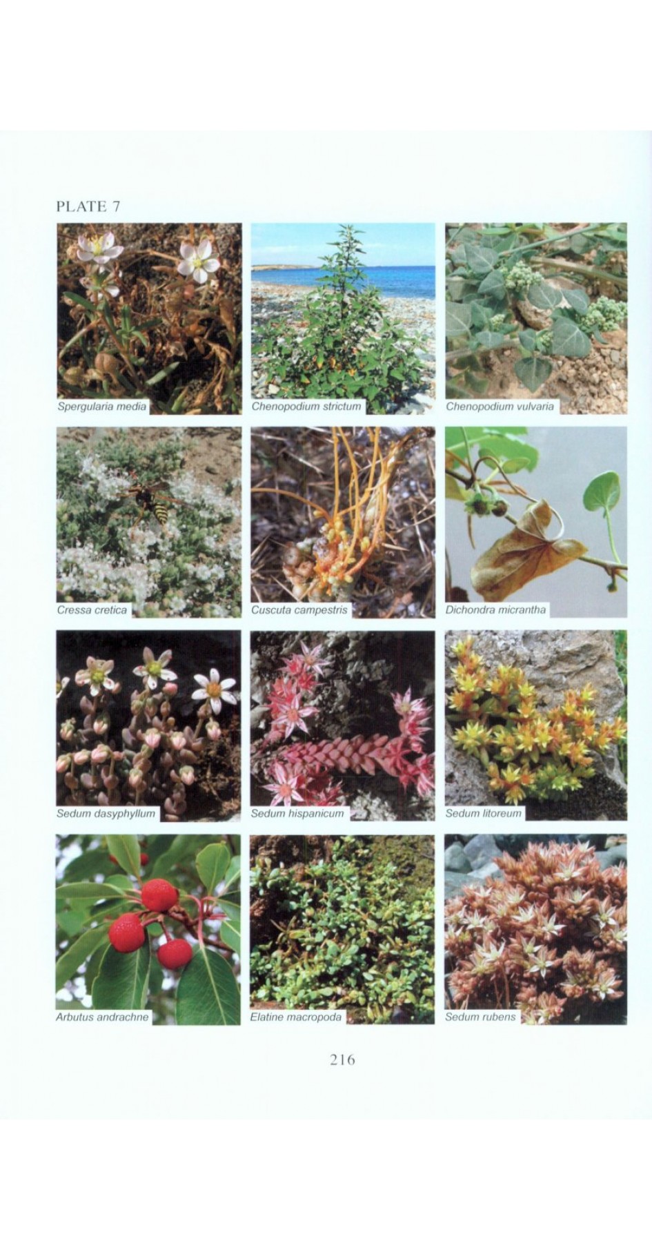 Flora of Samothraki Flora of Samothraki